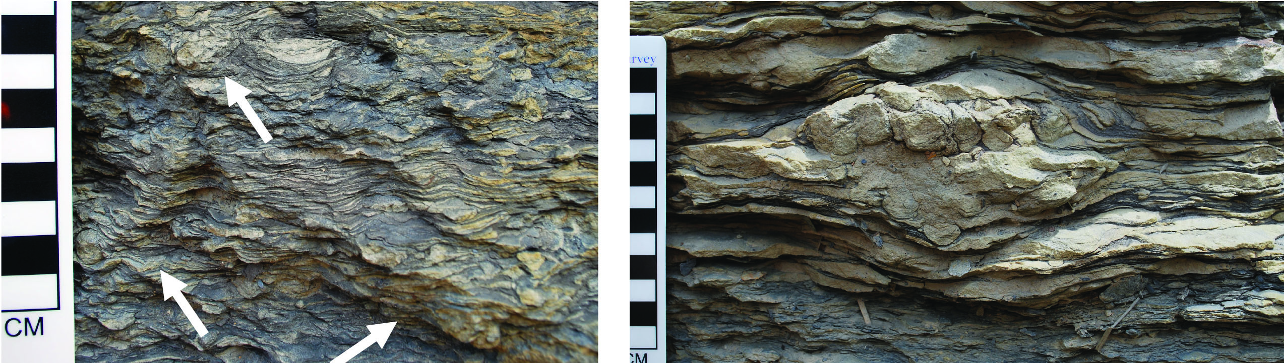Asterosoma (white arrows) in sandy rock layers interlaminated with thin shale and mudstone. In outcrop, the radiating pattern of this trace is not as obvious as when seen along bedding planes.